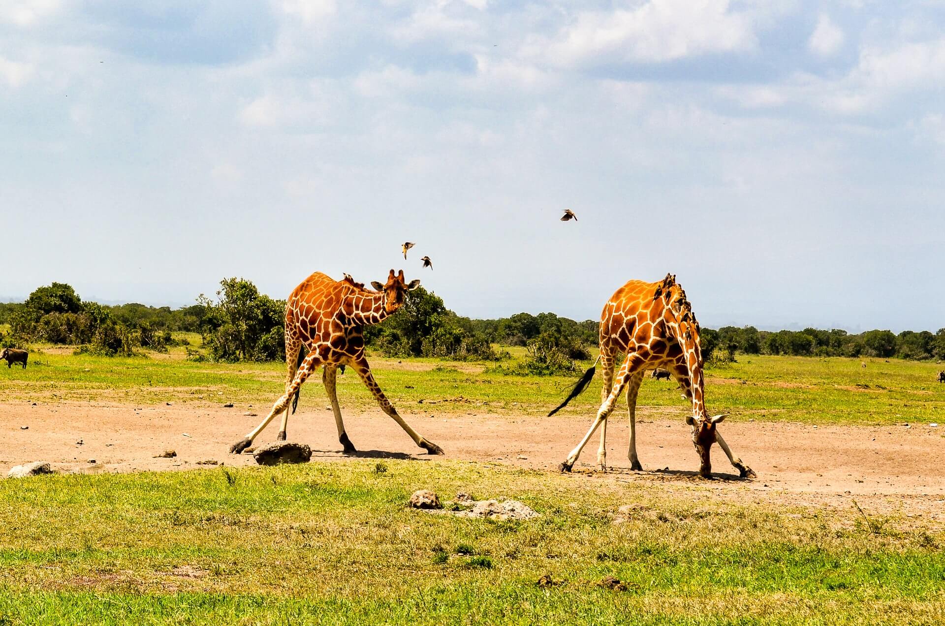 Africa3