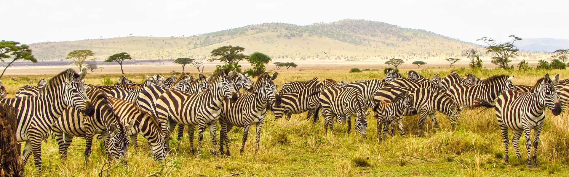 Africa6